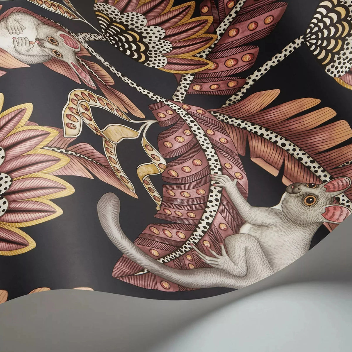 Bush Baby