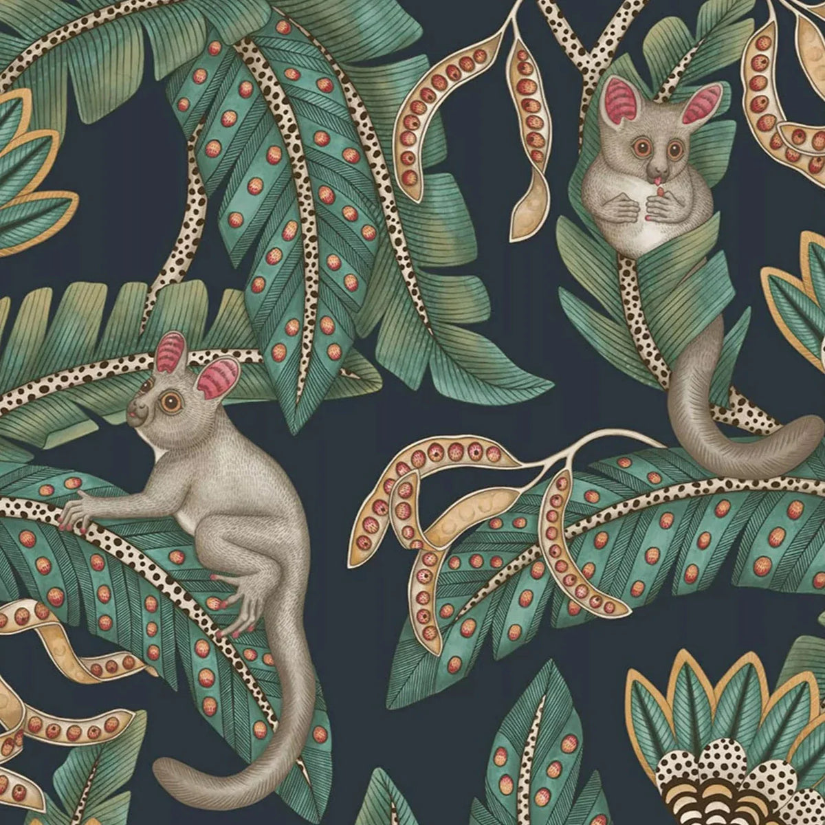Bush Baby